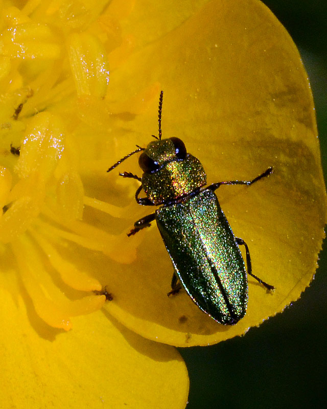 Anthaxia (nitidula?) e Elateridae nero lineato
